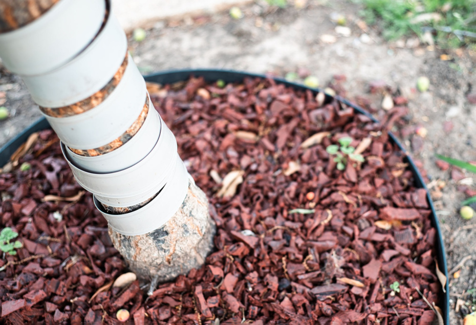 Мульчирование приствольных кругов