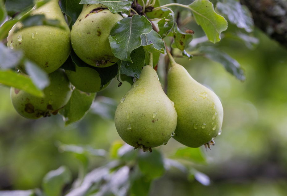 Весенняя прививка плодовых деревьев: копулировка и окулировка для новичков
