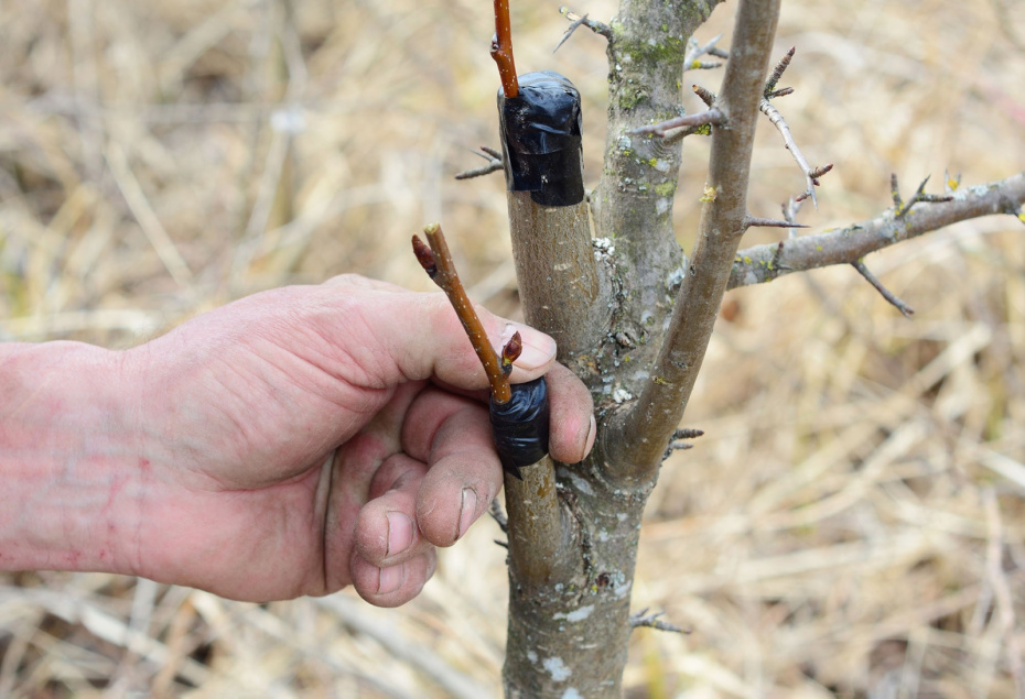 Весенняя прививка плодовых деревьев: копулировка и окулировка для новичков