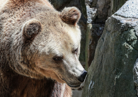 В районе Малышева Лога в Кузбассе заметили диких медведей