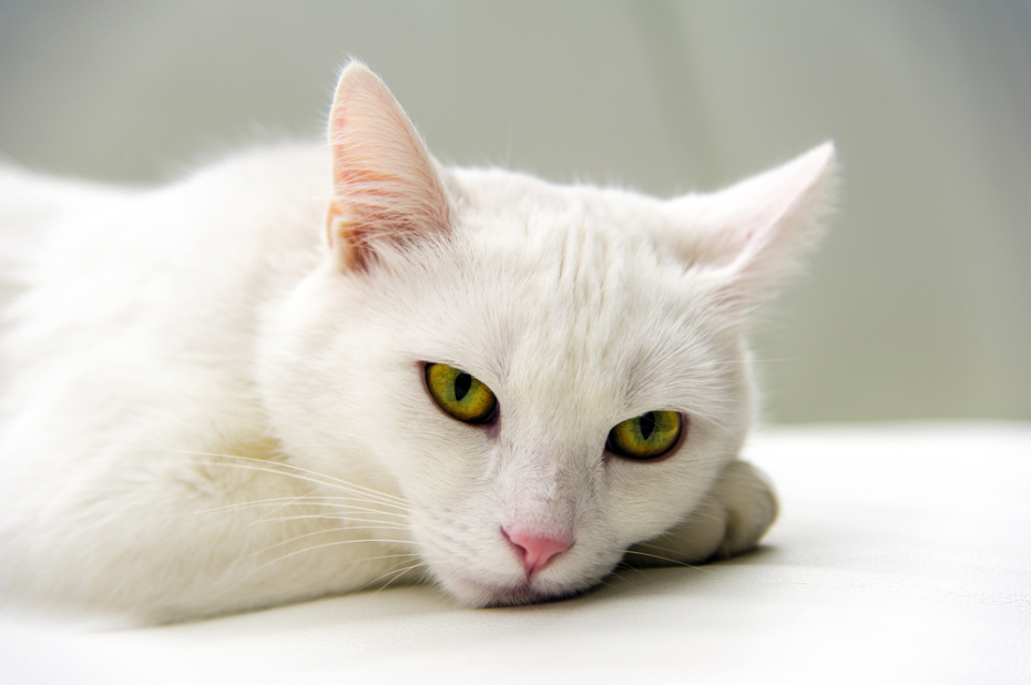 Как безопасно вывезти кота на дачу: подготовка, адаптация и защита