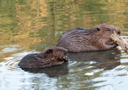 Ученый объяснил, почему бобры полезны для окружающей среды