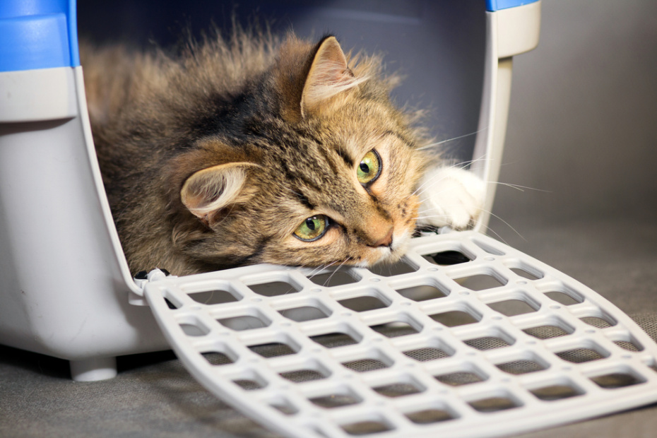 Подготовка переноски и поездка: как приучить к машине