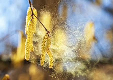 Что принесли холода: пыльца в Москве сегодня — прогноз на 9 апреля