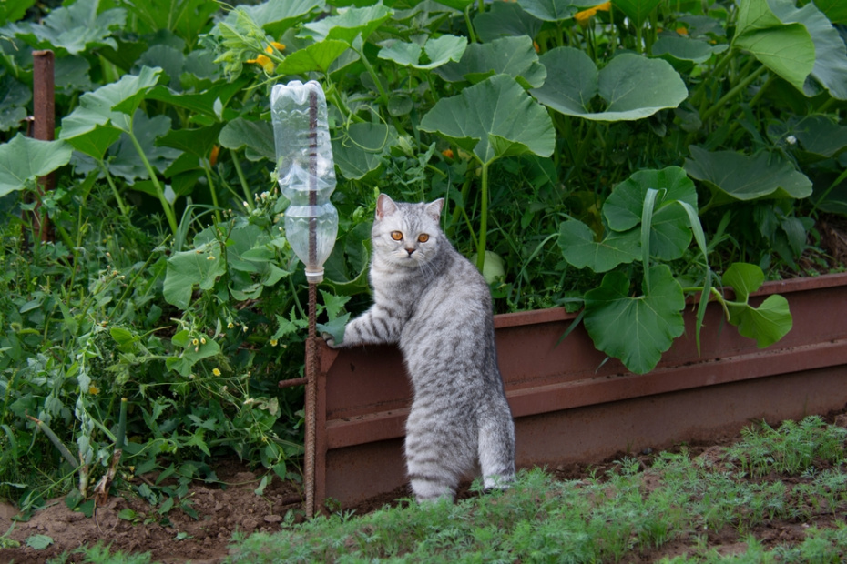 Как безопасно вывезти кота на дачу: подготовка, адаптация и защита