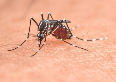 Вирусолог рассказал, какие болезни переносят комары