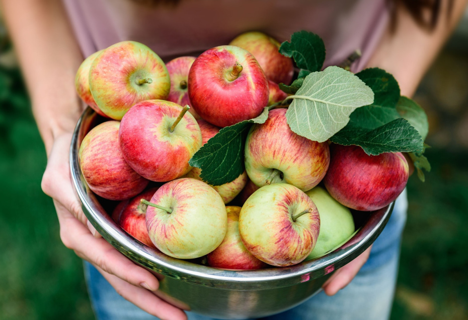 Прививка плодовых деревьев: копулировка и окулировка для начинающих