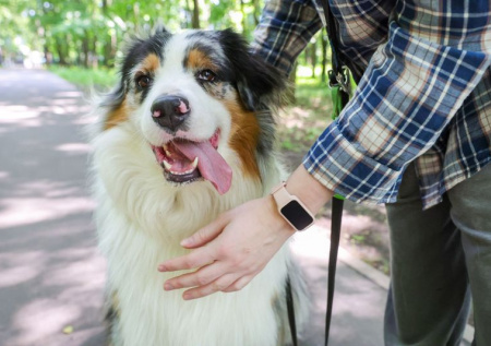 Кинолог назвал основные причины непослушания собаки весной