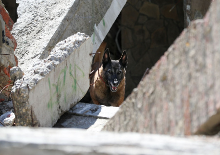 Двух поисковых собак отряда «ЛизаАлерт» жестоко убили во время тренировки