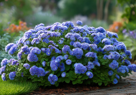 Пушистые шапки голубого, розового и белого цвета, которые цветут с июня до осенних заморозков