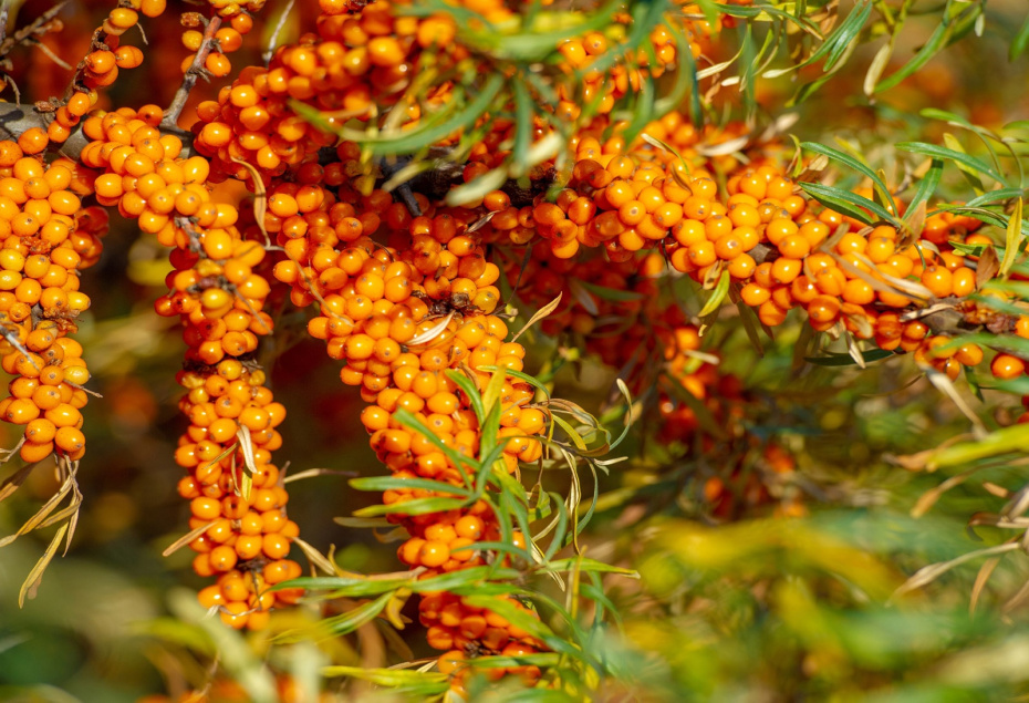 Где много витамина С