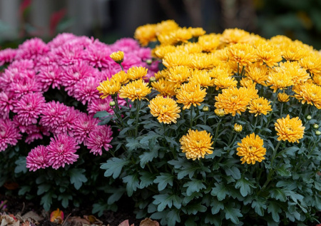 Однолетняя или многолетняя хризантема: особенности в количестве хлопот