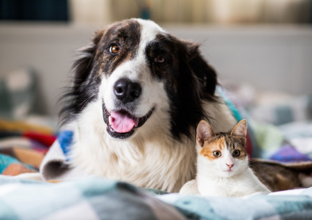 Как защитить животных от клещей, блох и комаров: 7 правил безопасности