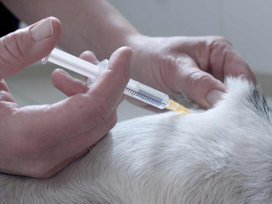 Когда начинать обработку питомца от паразитов