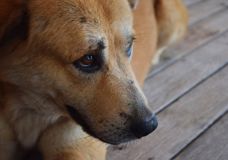 Специалисты по отлову спасли собаку с крыши магазина в Бурятии