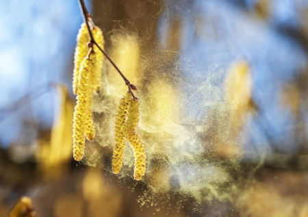 Сезон только начинается: пыльца в Москве сегодня — прогноз на 11 апреля