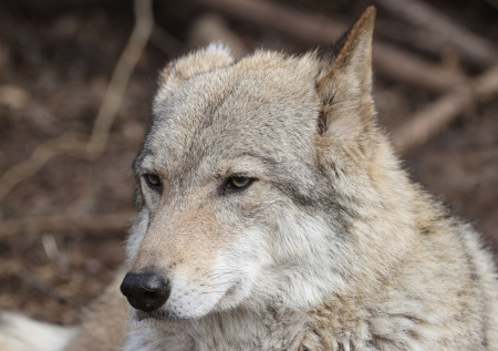 Профессор объяснил, как спастись при встрече с диким животным