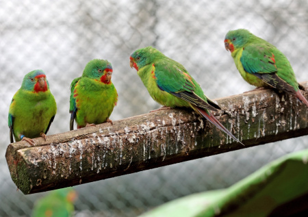 Бастрыкин взял на контроль расследование гибели попугаев в зоопарке Кудрово