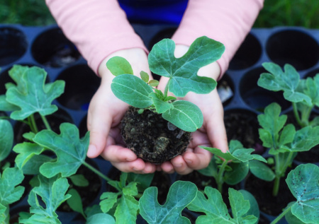 Садовод рассказала, как высадить рассаду в апреле и не убить ее
