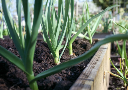 Садовод успокоил дачников на фоне заморозков