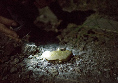 Ребенок подорвался на мине ВСУ в российском регионе