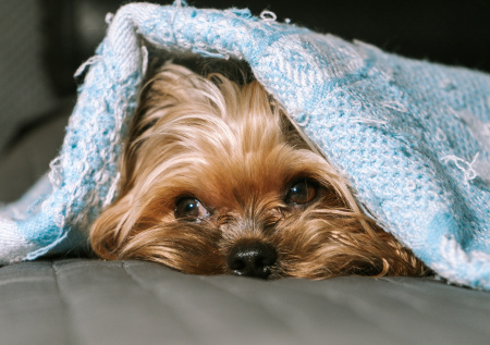 Стало известно, почему собаки так любят лежать на вещах хозяев