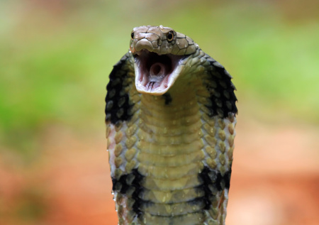 Биолог дал советы, как уберечься от укуса змеи