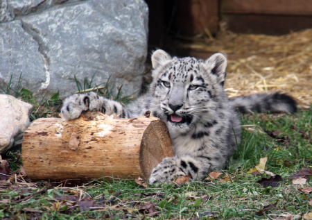 Уникальный случай зафиксировали в Московском зоопарке со снежным барсом