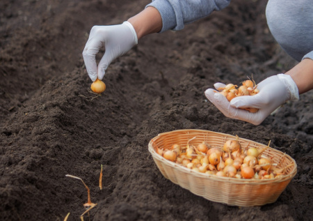 Лук не сгниет: лучшее место на участке для крупных и здоровых луковиц