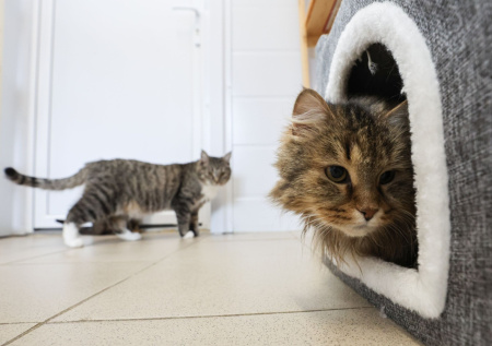 Стало известно, сколько «хвостатых» из приютов находят свою семью