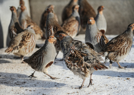 Около трех сотен краснокнижных птиц выпустили на волю в Ленобласти