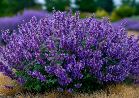 Отпугнет тлю и переживет любую засуху: не цветок, а сказка — с ним никаких хлопот