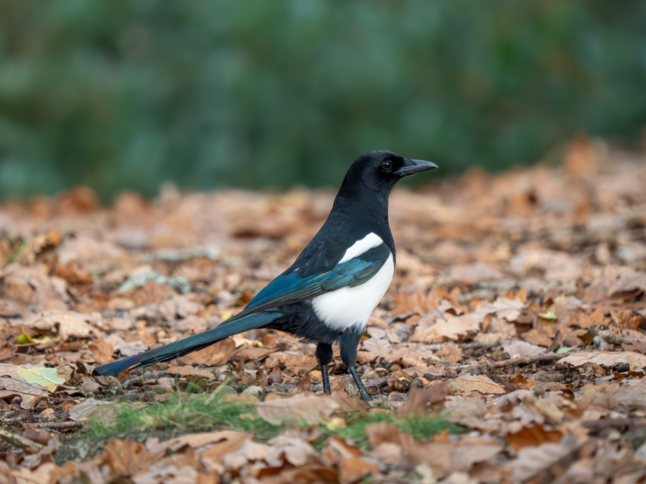 Приметы о погоде в начале апреля