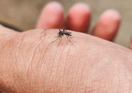Комары начали массово заражать россиян опасными паразитами