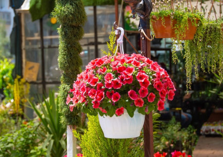 Петунии цветут шарами: сроки высадки, которые нельзя пропустить, иначе цветов не видать