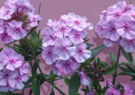 Посейте в мае — и к августу сад украсят махровые купола из сиреневых горошин. Не боится ни жары, ни дождей