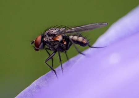 Ученые раскрыли 40-летнюю тайну маскировки возбудителя сонной болезни