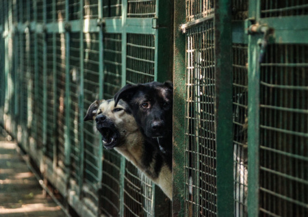 Зоозащитница из Махачкалы вспомнила, как мужчина спас 99 животных из приюта