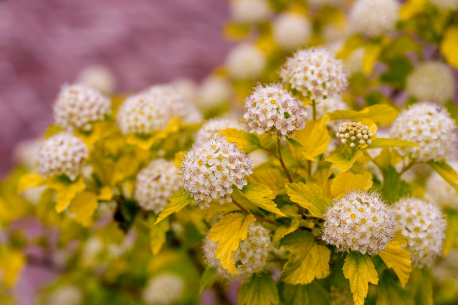 Пузыреплодник калинолистный