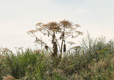 Россиян предупредили, что сок борщевика может вызвать слепоту