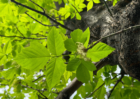 Убийственное дерево: чем опасен американский клен и как от него избавиться