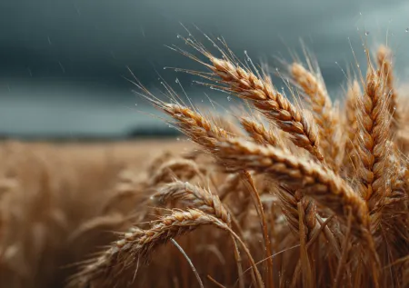 На Украине обнаружили опасные посевы