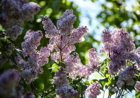 7 многолетних кустарников для дачи: сажаешь один раз — украшают каждый год