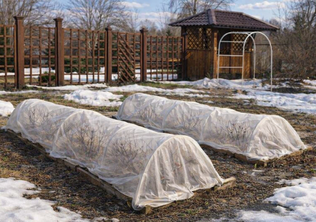 Когда раскрывать розы: календарь садовода по регионам для лучшего момента