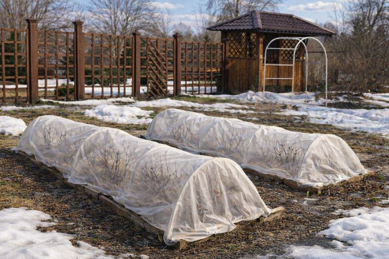 Когда снимать укрытие с роз: сроки, которые сохранят цветы от выпревания и холода