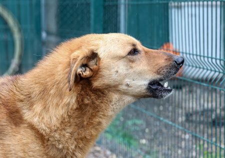 Жители Братска пожаловались губернатору на бездомных собак