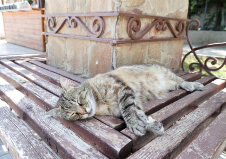 «Ничего не боится»: стала известна судьба кота, которого освятили на Пасху
