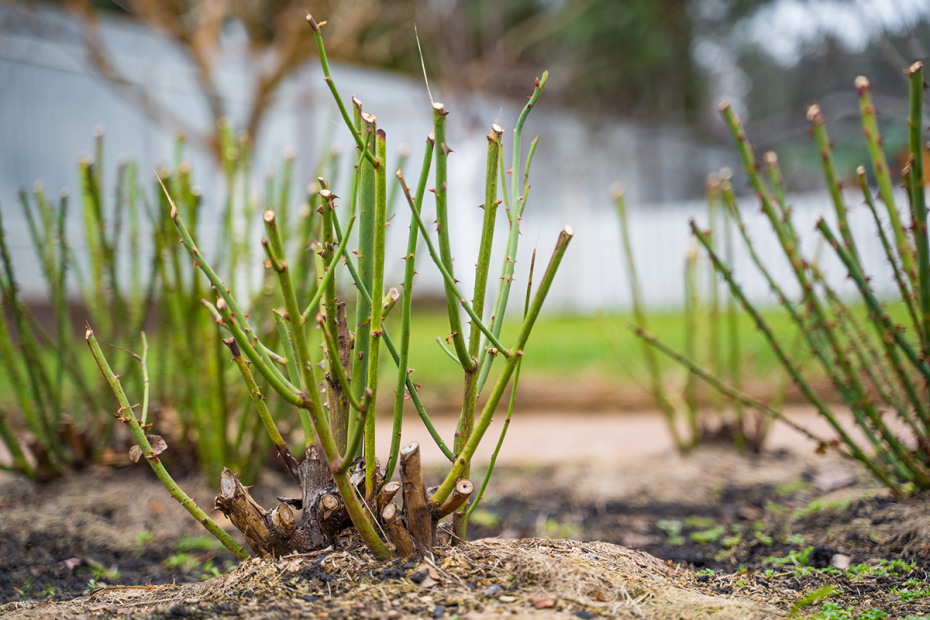 Когда раскрывать розы: календарь садовода по регионам для лучшего момента