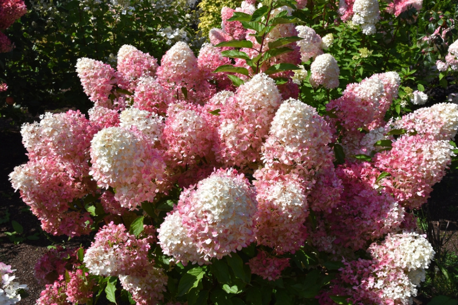 Гортензия метельчатая