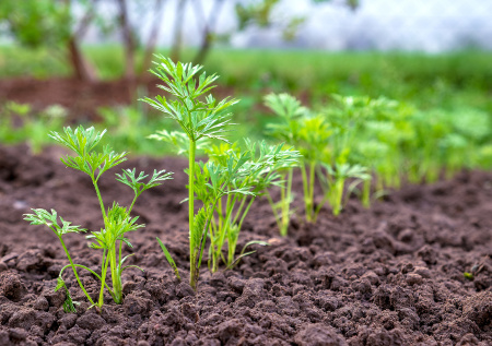 Агроном ответил, почему морковь может всходить неравномерно